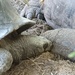 A Little Kiss for a Giant Tortoise by will_wooderson