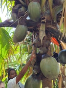 2nd Mar 2023 - Coco de Mer Palm Tree