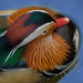 The mandarin duck  by haskar
