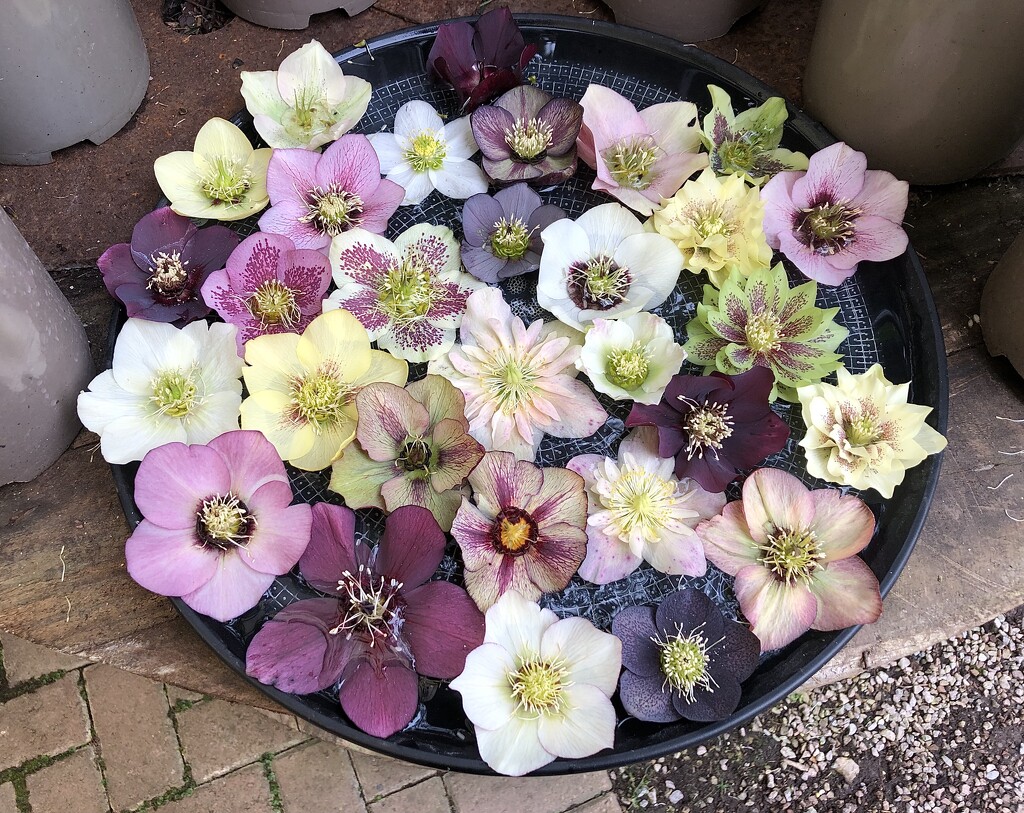 A Bowl of Hellebores  by susiemc