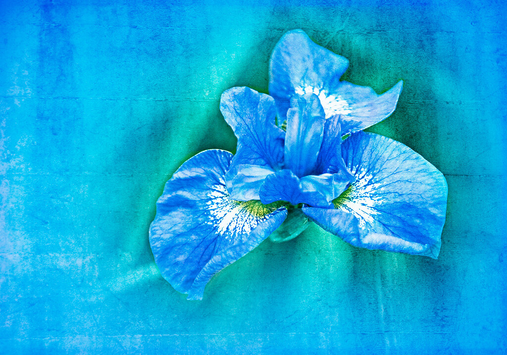 Blue Iris by gardencat