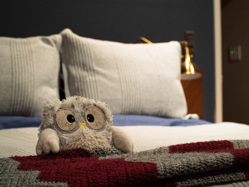 Bedtime Owl by heftler