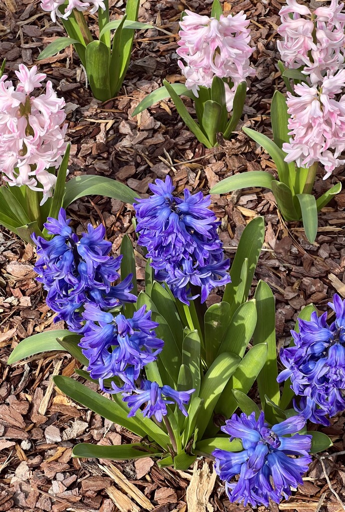 Hyacinths  by calm