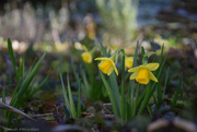 27th Feb 2023 - Daffodils