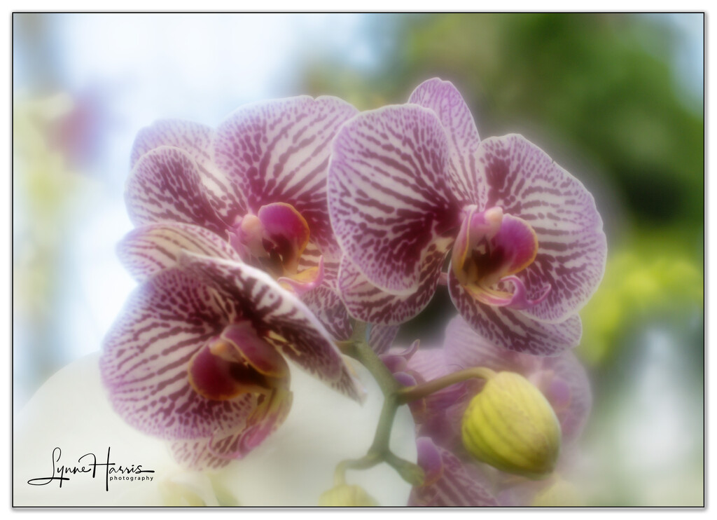 Dreamy Orchids by lynne5477