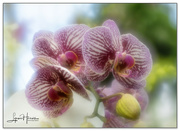 3rd Mar 2023 - Dreamy Orchids