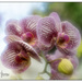 Dreamy Orchids