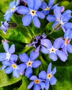 3rd Mar 2023 - Forget-me-nots
