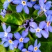 Forget-me-nots by boxplayer