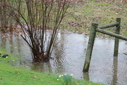 3rd Mar 2023 - And the rain just keeps coming!