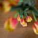 More of the Tulips by tina_mac