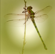 2nd Mar 2023 - Rainbow Green Dragonfly
