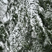 Deodora Cedar Bending by ososki