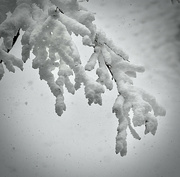 1st Mar 2023 - Snow Flocked Branch