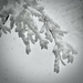 Snow Flocked Branch by ososki
