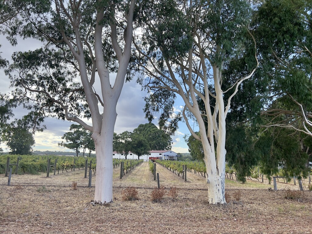 Gumtrees and a vineyard  by gosia