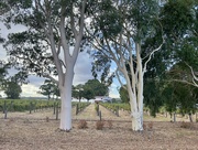 1st Mar 2023 - Gumtrees and a vineyard 