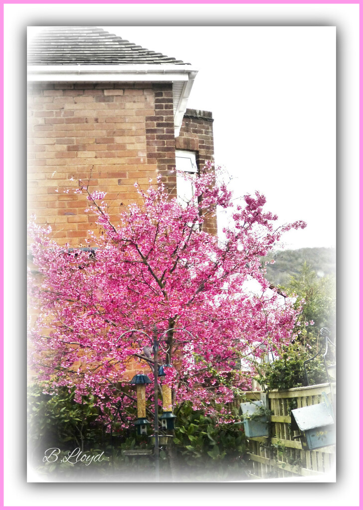Flowering Cherry tree by beryl