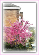 5th Mar 2023 - Flowering Cherry tree