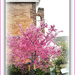 Flowering Cherry tree by beryl