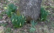 3rd Mar 2023 - Daffodils