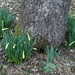 Daffodils by arkensiel