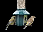4th Mar 2023 - Mr and Mrs Greenfinch