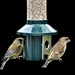 Mr and Mrs Greenfinch