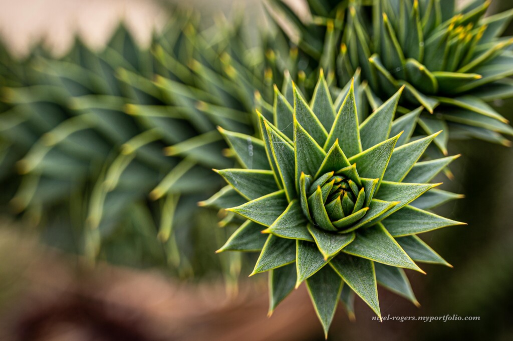 Monkey Puzzle theme-depth by nigelrogers