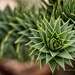 Monkey Puzzle theme-depth by nigelrogers