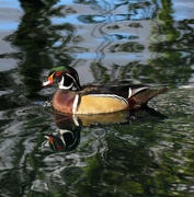 3rd Mar 2023 - wood duck
