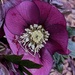 Christmas Rose by serendypyty