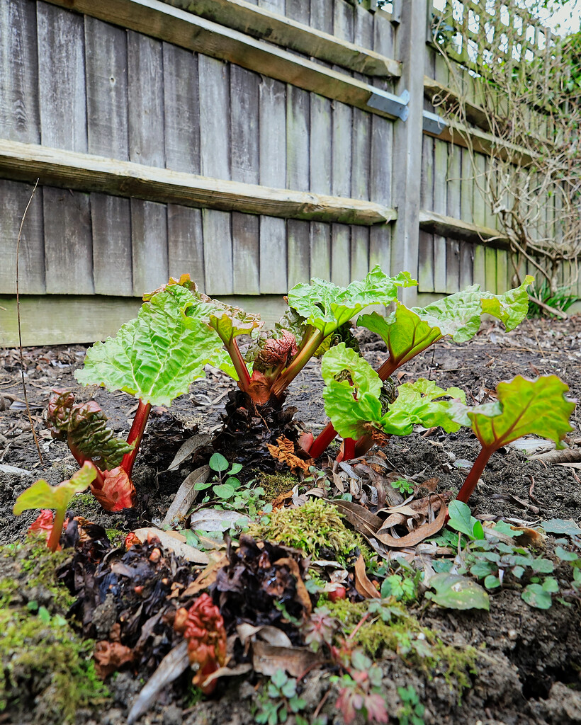 The rhubarb is coming on nicely.... by neil_ge