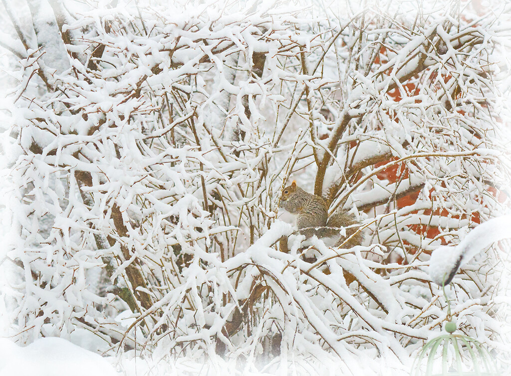 Winter Returns by gardencat