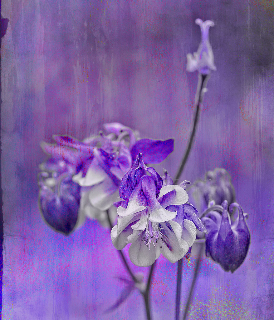 Purple  Acquilegia by gardencat