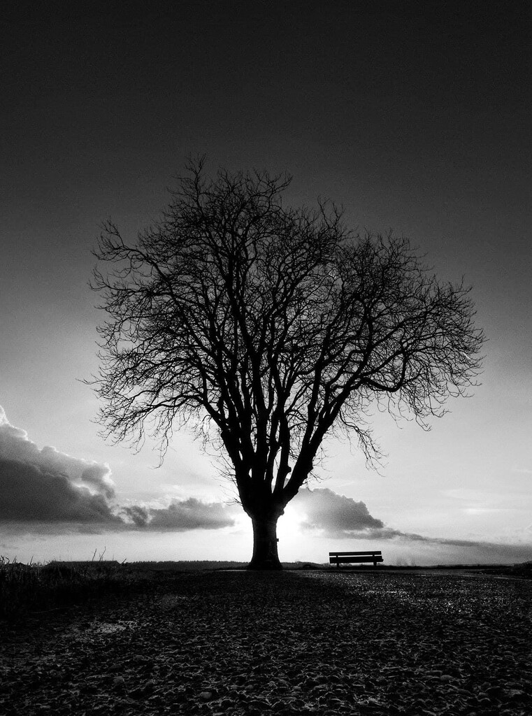 Just a tree by tstb13