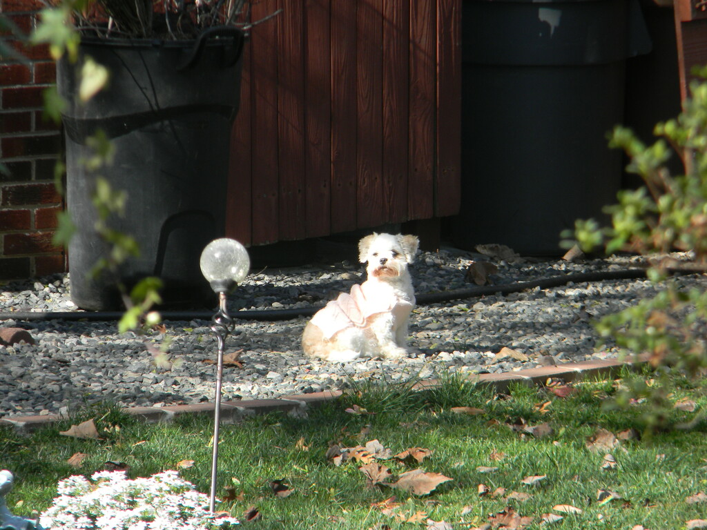 Dog in Neighborhood Yard by sfeldphotos