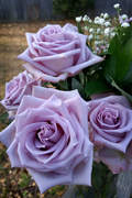 5th Mar 2023 - Purple roses...