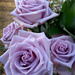 Purple roses... by marlboromaam