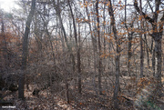 4th Mar 2023 - Winter woods 1