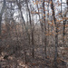 Winter woods 1 by larrysphotos