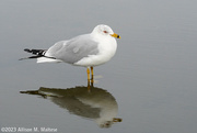 3rd Mar 2023 - Gull in a Puddle