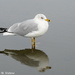 Gull in a Puddle by falcon11