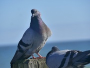 4th Mar 2023 - Posing pigeon