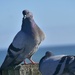 Posing pigeon