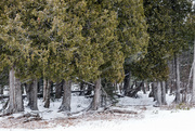 1st Mar 2023 - Cedar Grove in a Snowstorm 