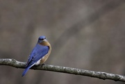 1st Mar 2023 - Eastern Blue Bird