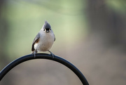 2nd Mar 2023 - Tufted Titmouse