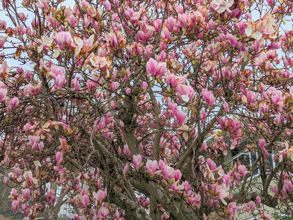 Magnolias! by kathybc