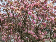 4th Mar 2023 - Magnolias!